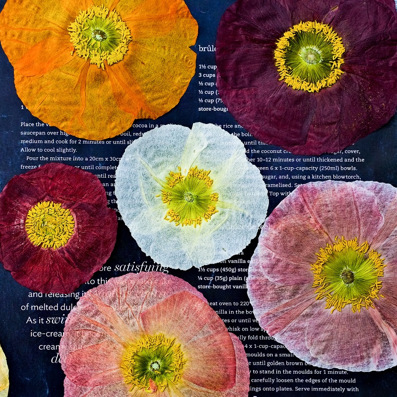 1pcs,Nature Field Poppy Presse - Resin Art Design ulasan dan harga
